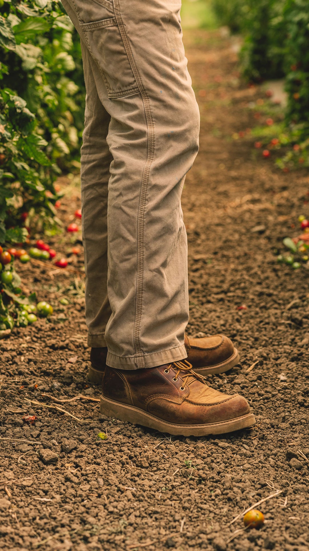 man standing in khaki pants in brown leather moc toe boots in rows of tomatoes